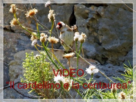 Vai al capitolo VIDEO IL CARDELLINO E LA CENTAUREA  Go to section VIDEO IL CARDELLINO E LA CENTAUREA