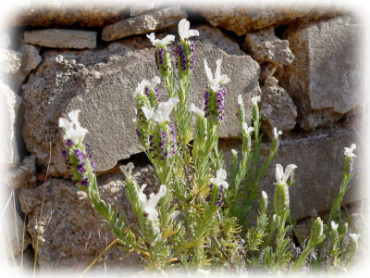 Lavandula stoechas - Lavanda selvatica con le brattee bianche