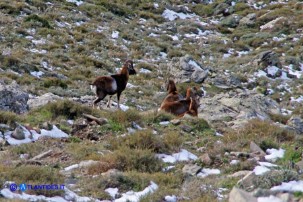 Un incontro fortunato: i mufloni del Gennargentu