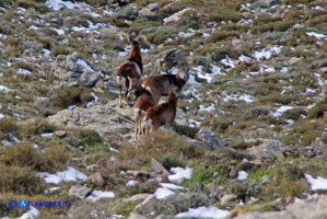 Un incontro fortunato: i mufloni del Gennargentu