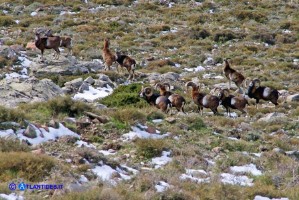 Un incontro fortunato: i mufloni del Gennargentu