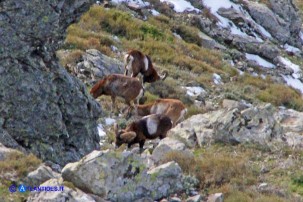 Un incontro fortunato: i mufloni del Gennargentu