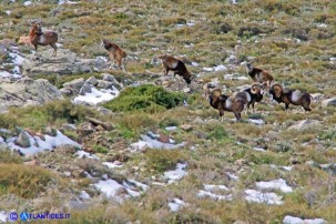Un incontro fortunato: i mufloni del Gennargentu