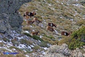 Un incontro fortunato: i mufloni del Gennargentu