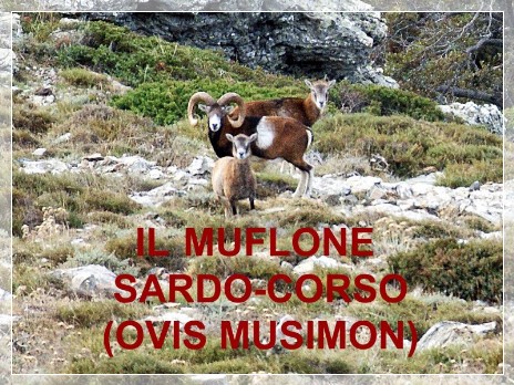 Vai al capitolo IL MUFLONE SARDO (OVIS MUSIMON)  Go to section IL MUFLONE SARDO (OVIS MUSIMON)