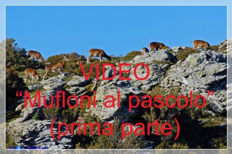 Vai al capitolo MUFLONI AL PASCOLO (PRIMA PARTE)  Go to section MUFLONI AL PASCOLO (PRIMA PARTE)