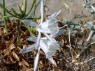 Vai al capitolo PANCRATIUM MARITIMUM. Go to section  PANCRATIUM MARITIMUM