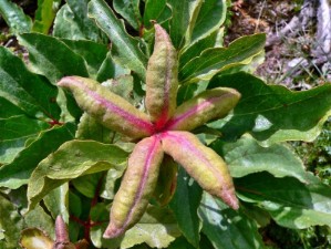 Peonia (Paeonia morisii)