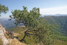 Acer monspessulanum n° 2