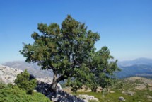 Acer monspessulanum n° 1