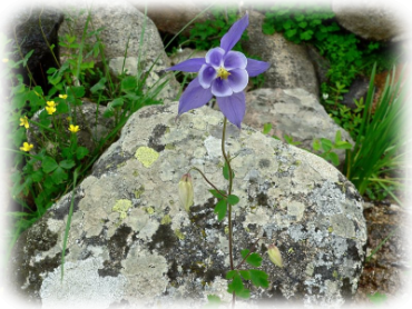 Aquilegia nugorensis (raro endemismo sardo)