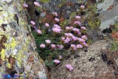 Armeria sardoa ssp. genargentea (Spillone del Gennargentu)