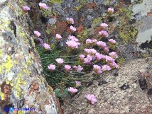 Vai al capitolo ARMERIA SARDOA SUBSP. GENARGENTEA Go to section ARMERIA SARDOA SUBSP. GENARGENTEA