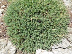 Astragalo del Gennargentu (Astragalus genargenteus)