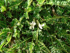 Astragalo del Gennargentu (Astragalus genargenteus)