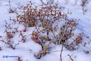 Crespino dell'Etna (Berberis aetnensis)