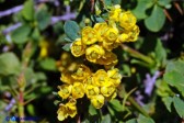 Berberis aetnensis (Crespino dell'Etna)