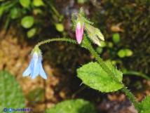 Vai al capitolo BORAGO PYGMAEA Go to section BORAGO PYGMAEA