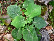 Sentiero Tiscali: Cavolo di Sardegna (Brassica insularis)