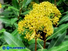 Vai al capitolo BUPLEURUM FRUTICOSUM Go to section BUPLEURUM FRUTICOSUM