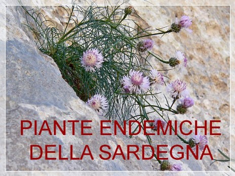 Vai al capitolo PIANTE ENDEMICHE DELLA SARDEGNA. Go to section PIANTE ENDEMICHE DELLA SARDEGNA
