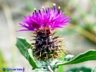 Vai al capitolo CENTAUREA SPHAEROCEPHALA Go to section CENTAUREA SPHAEROCEPHALA