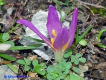 Vai al capitolo COLCHICUM GONAREI  Go to section COLCHICUM GONAREI