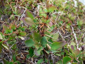 Crespino dell'Etna (Berberis Aetnensis)