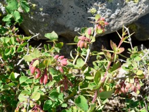 Crespino dell'Etna (Berberis Aetnensis)
