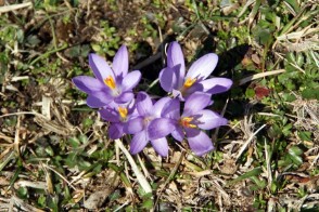 Crocus minimus (Zafferanetto di Sardegna)