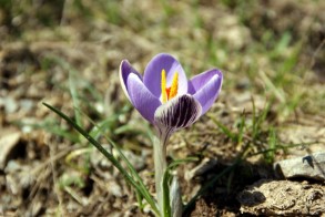 Crocus minimus (Zafferanetto di Sardegna)