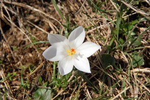 Crocus minimus (Zafferanetto di Sardegna bianco)