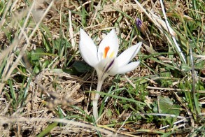 Crocus minimus (Zafferanetto di Sardegna bianco)