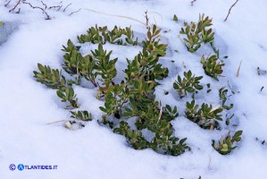 Dafne spatolata (Daphne oleoides)