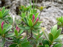 Dafne spatolata (Daphne oleoides)