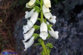 Digitalis purpurea apocromica (Digitale rossa apocromica)