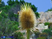 Vai al capitolo DIPSACUS VALSECCHII  Go to section DIPSACUS VALSECCHII