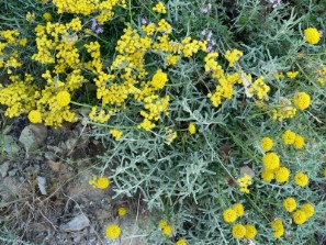 Elicriso (Helicrisum italicum ssp. microphillum), Crespolina maggiore (Santolina insularis), Timo (Thymus herba-barona)