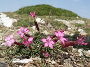 Garofano selvatico (Dyantus siculus ssp. tenuifolius)