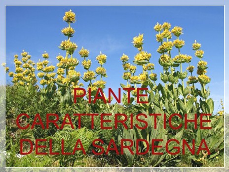 Vai al capitolo PIANTE CARATTERISTICHE DELLA SARDEGNA Go to section PIANTE CARATTERISTICHE DELLA SARDEGNA