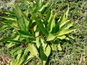 Genziana maggiore (Gentiana lutea)