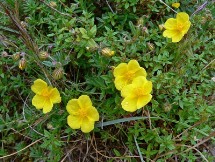 Eliantemo giallo (Helianthemum croceum)