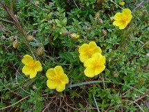Eliantemo giallo (Helianthemum croceum)