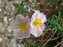 Eliantemo di Moris (Helianthemum morisianum)