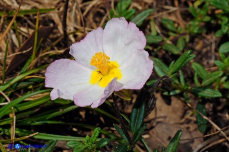 Helianthemum morisianum (Eliantemo di Moris)