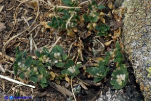 Erniaria (Herniaria latifolia ssp. litardierei)