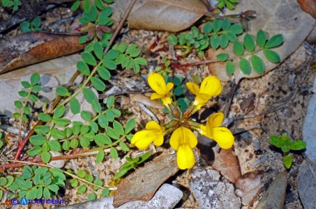 Hippocrepis comosa (Sferracavallo comune)