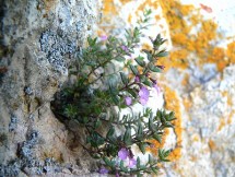 Issopo di Corsica (Micromeria cordata)