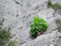 Sentiero Tiscali: Lattuga di Montalbo (Lactuca longidentata)