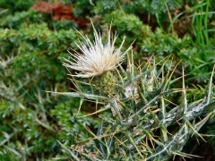 Cardo del Gennargentu (Lamyropsis microcephala)